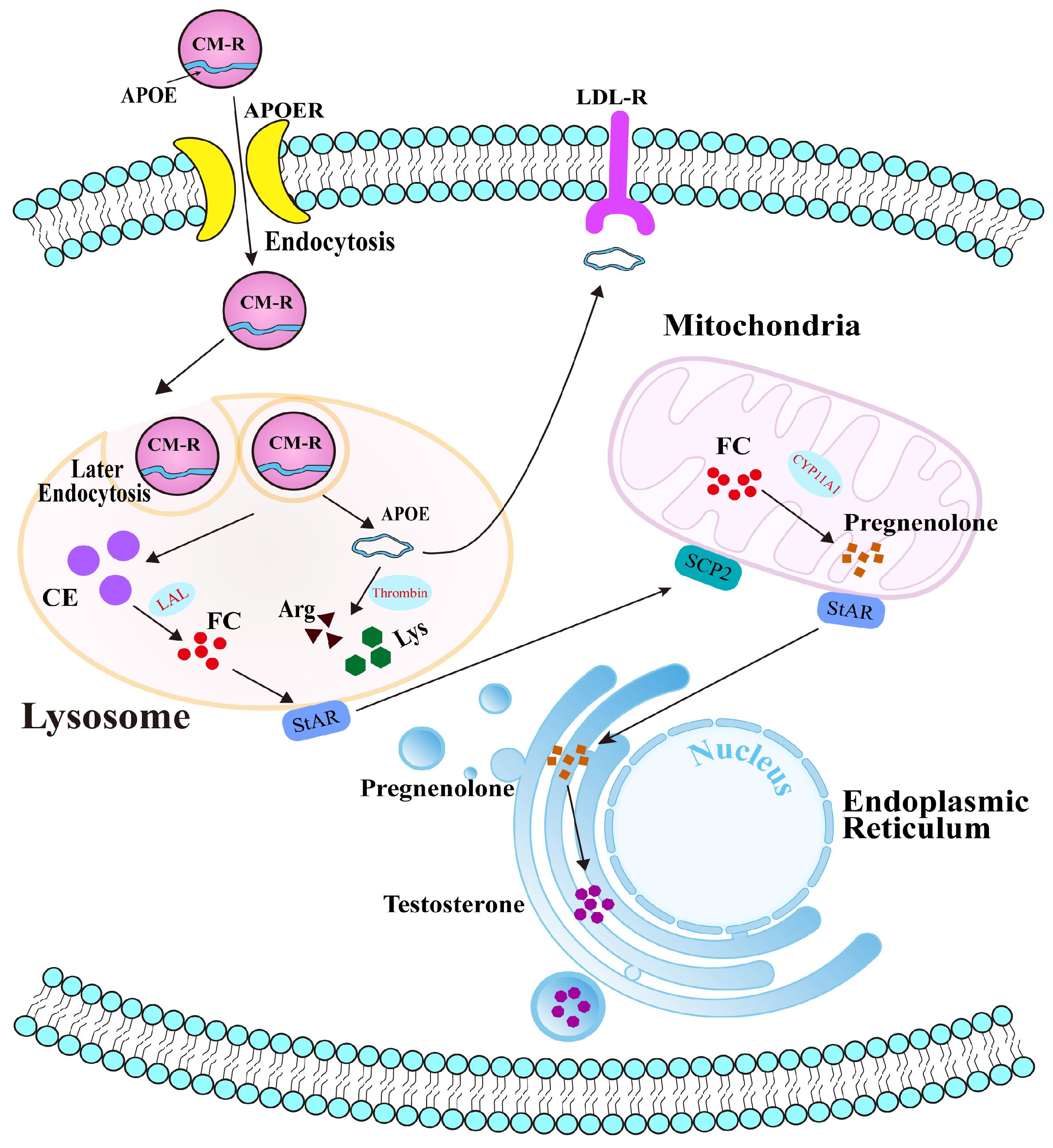 Animals 15 03147 g007 Animals 15 03147 g007