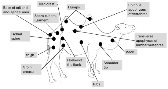 Animals 15 03157 g001