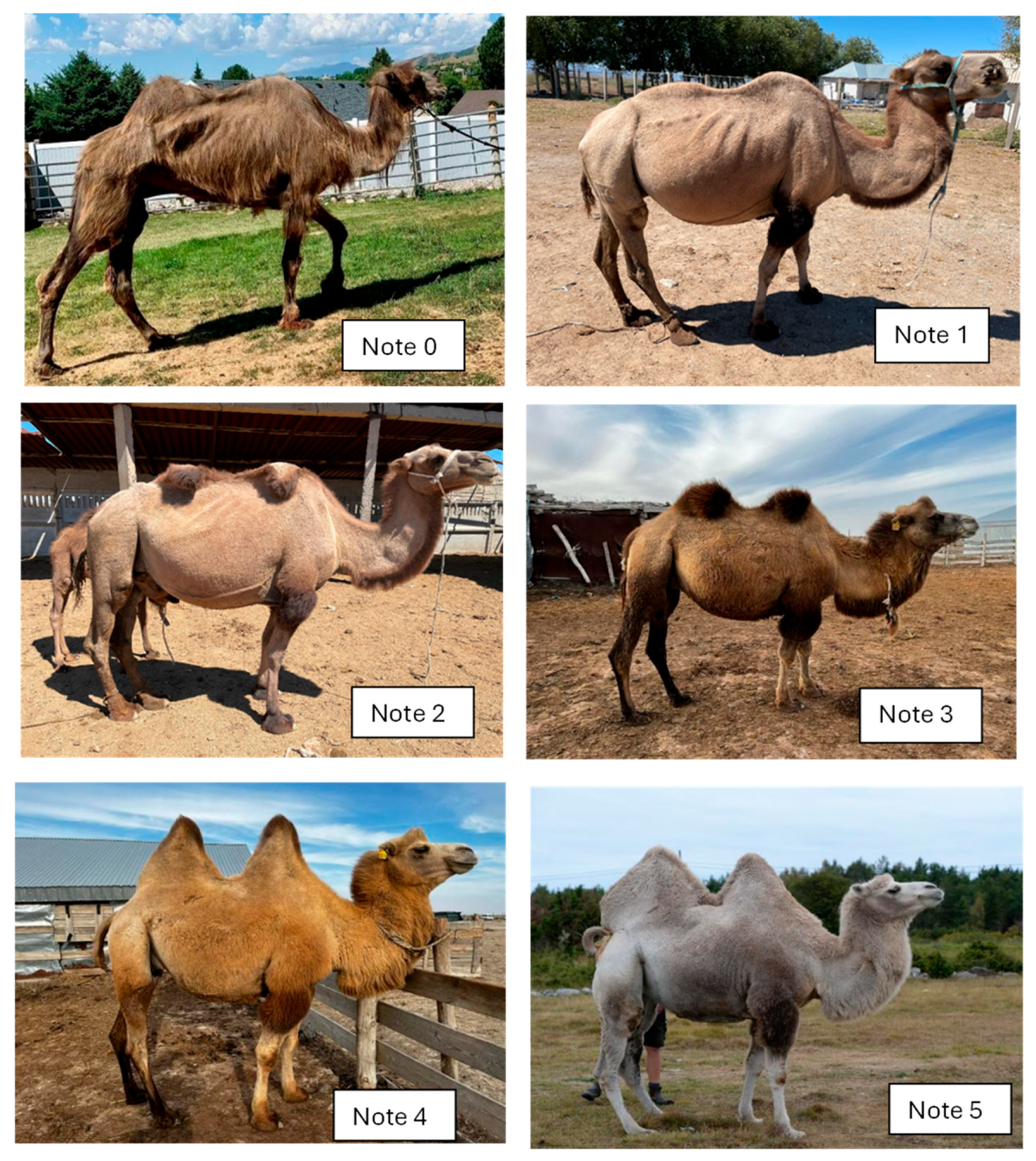 Animals 15 03157 g008