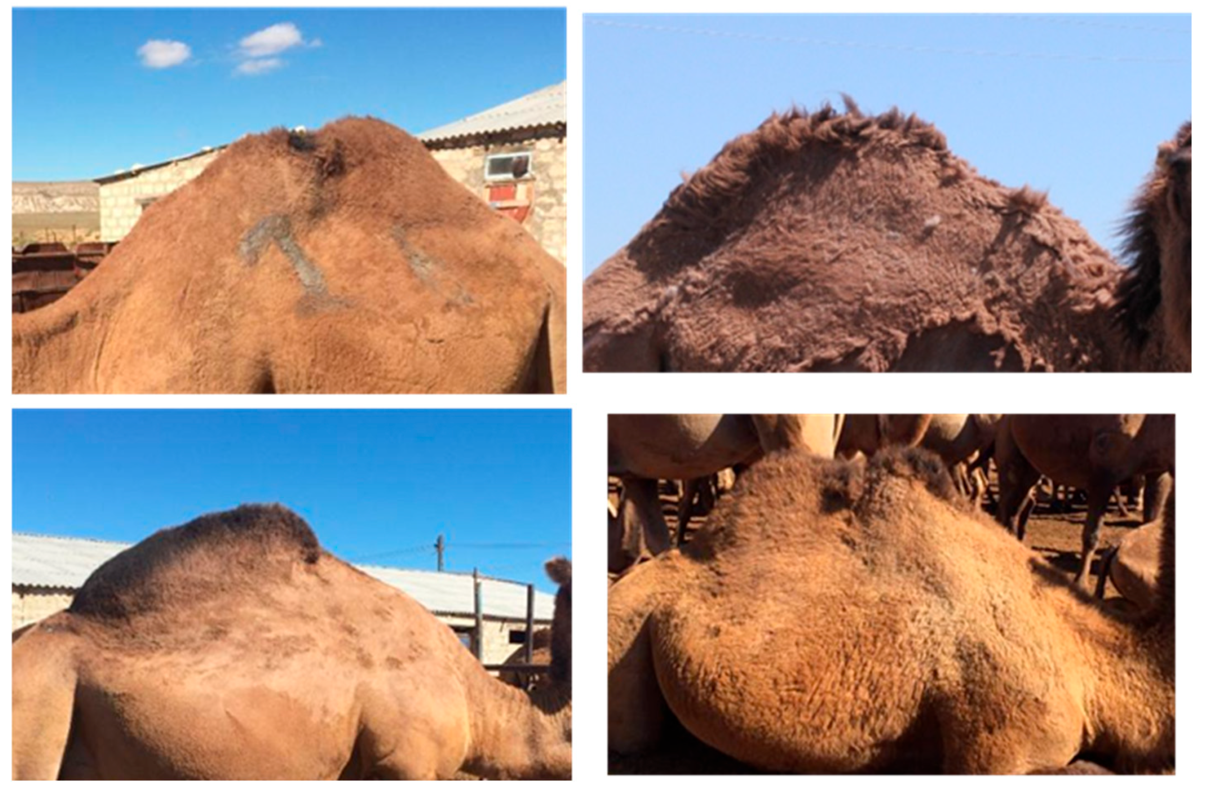 Animals 15 03157 g011