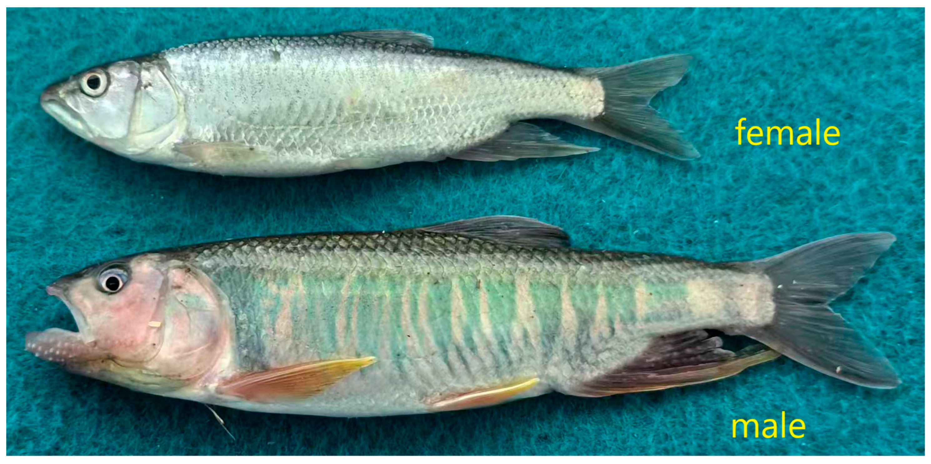 Animals 15 03164 g001 Animals 15 03164 g001