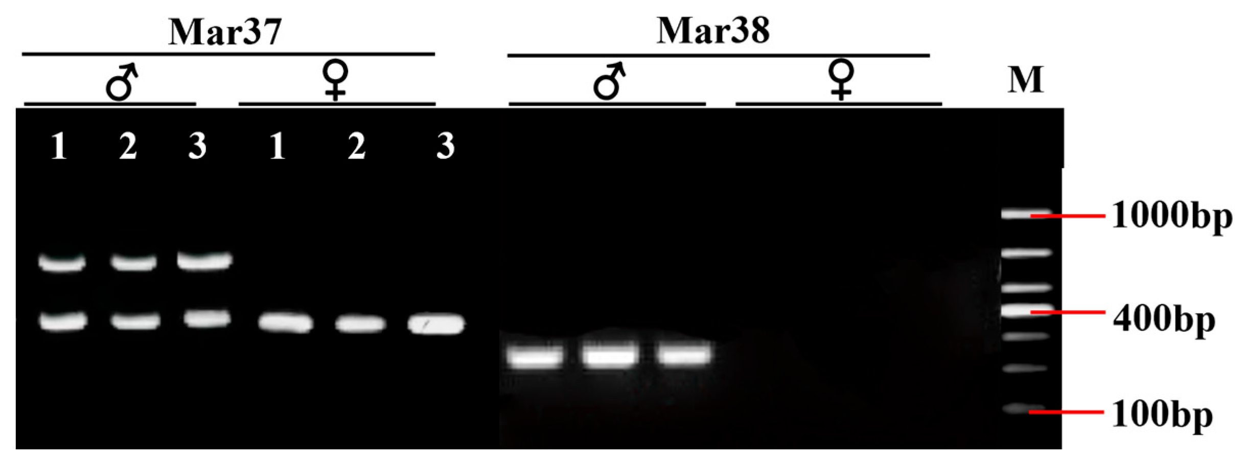 Animals 15 03164 g003b Animals 15 03164 g003b
