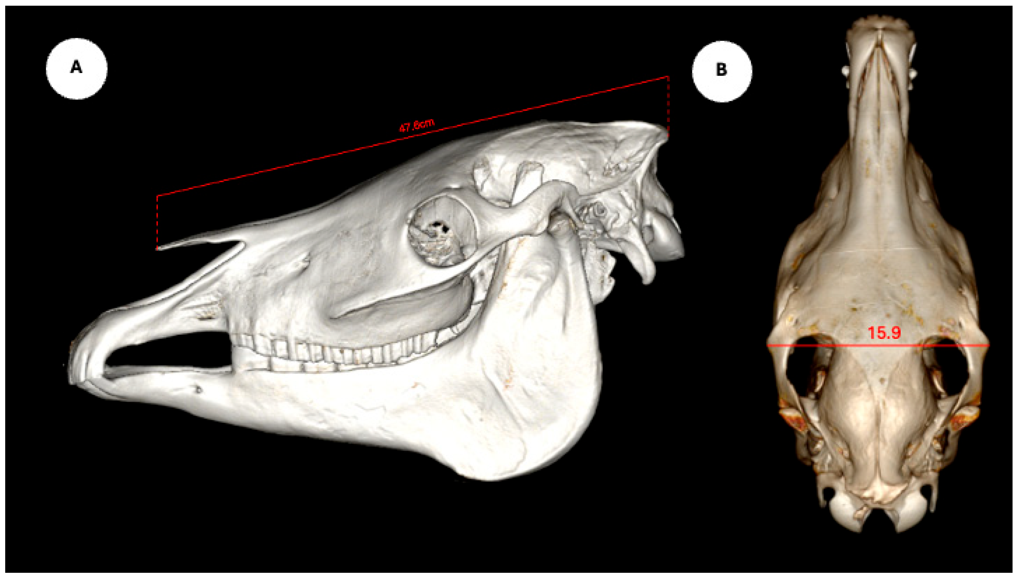 Animals 15 03165 g006