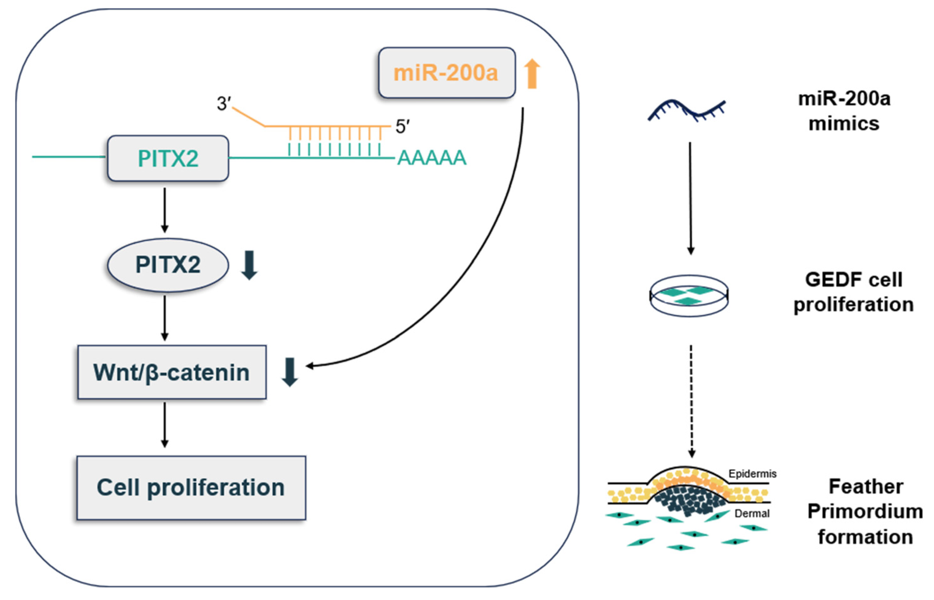 Animals 15 03171 g008