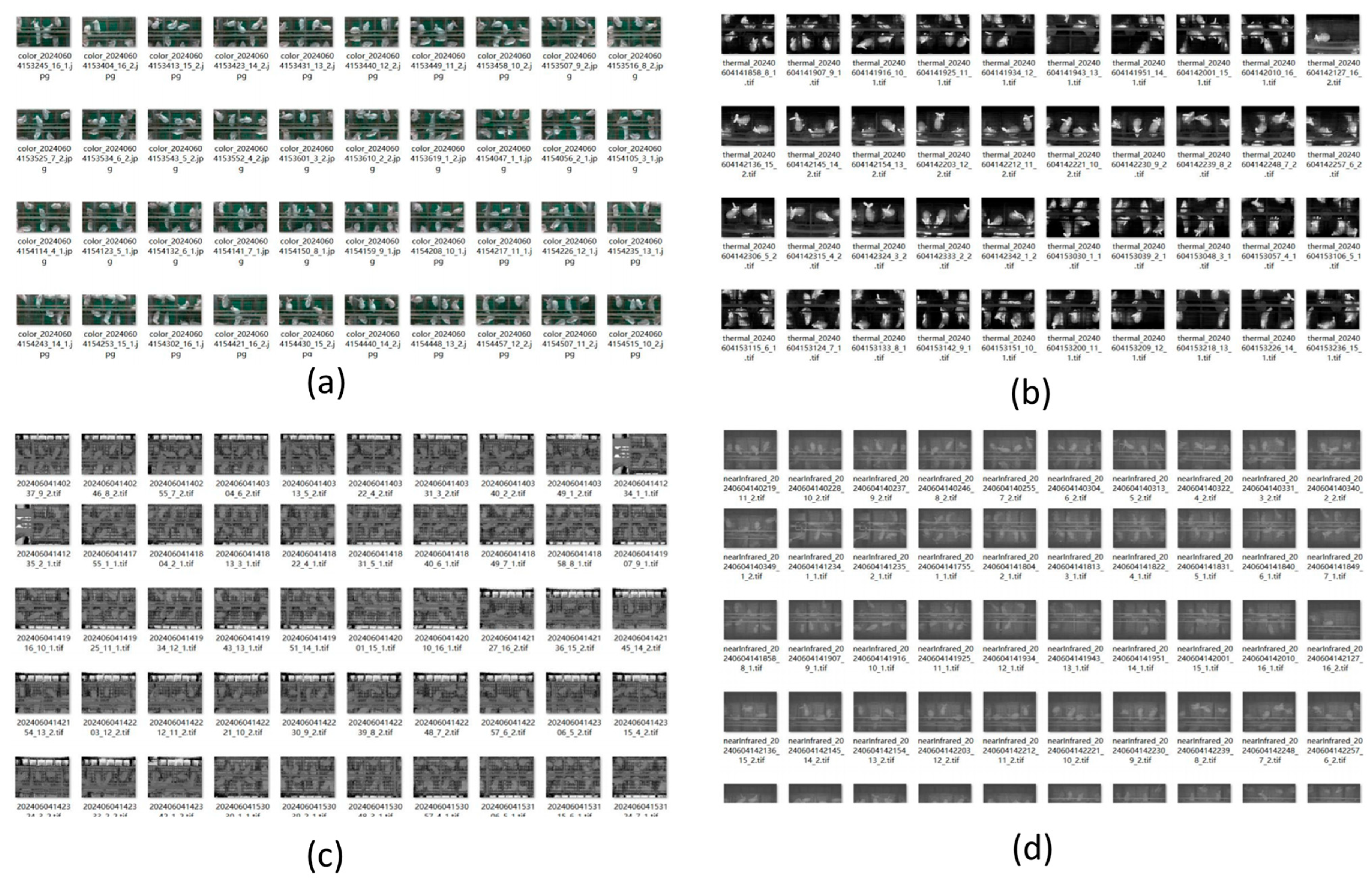 Animals 15 03177 g020