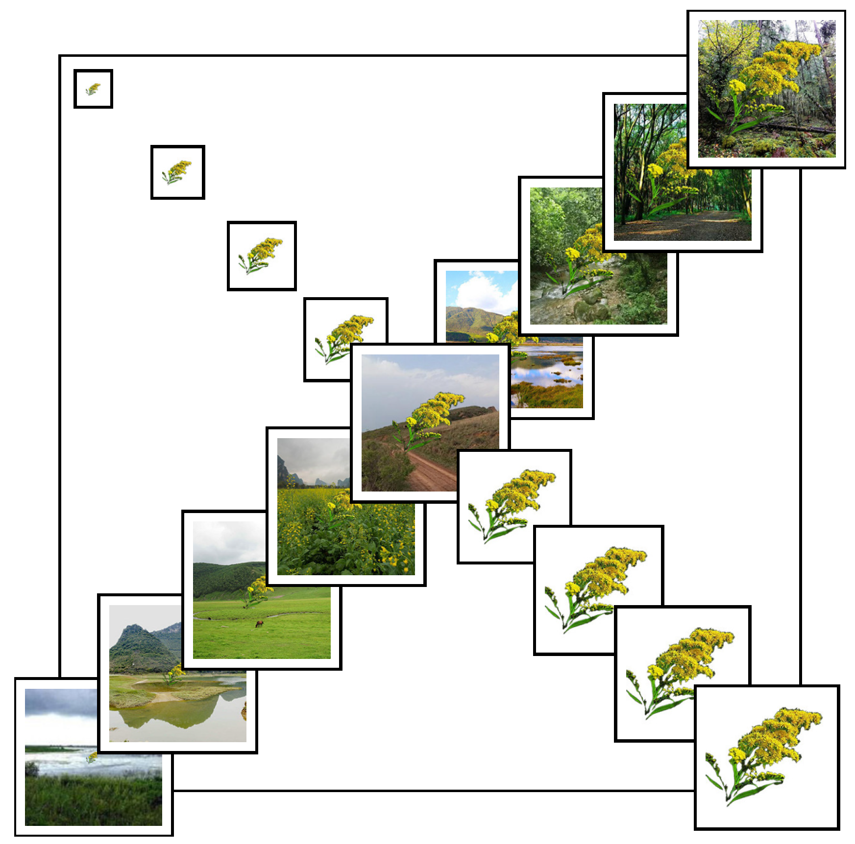 Animals 15 03181 g001