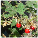 Animals 15 03181 i001