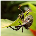 Animals 15 03181 i004