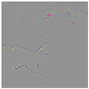 Animals 15 03181 i006