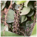 Animals 15 03181 i007