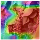 Animals 15 03181 i008