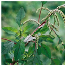 Animals 15 03181 i010