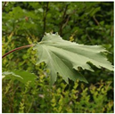 Animals 15 03181 i013