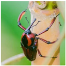 Animals 15 03181 i016