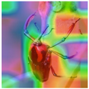 Animals 15 03181 i017