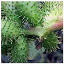 Animals 15 03181 i019