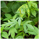 Animals 15 03181 i022