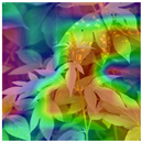 Animals 15 03181 i023