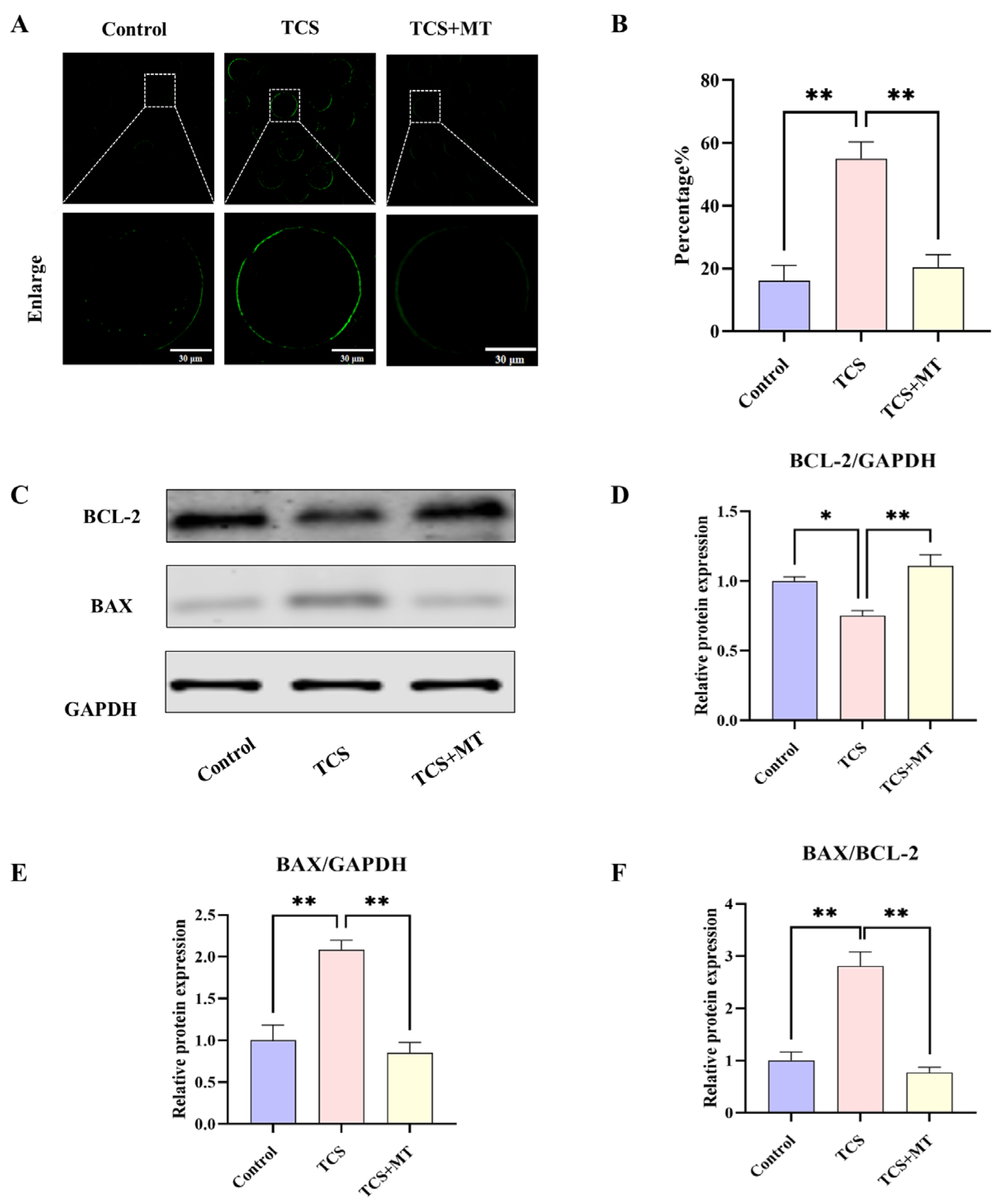 Animals 15 03193 g003