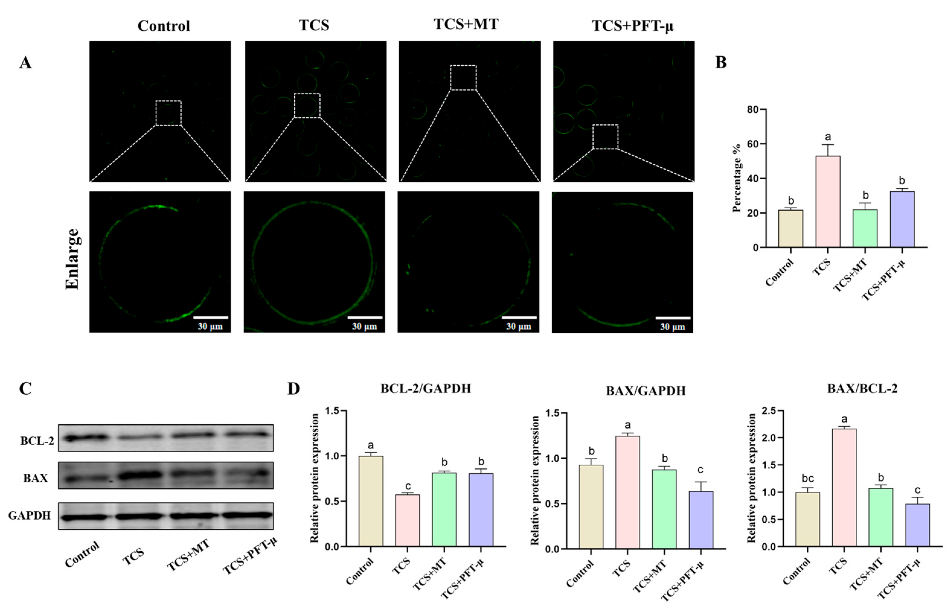 Animals 15 03193 g006