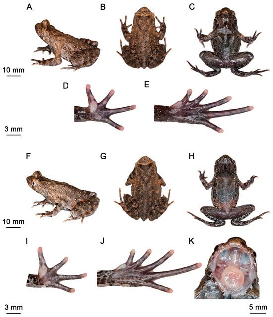 Animals 15 03197 g003