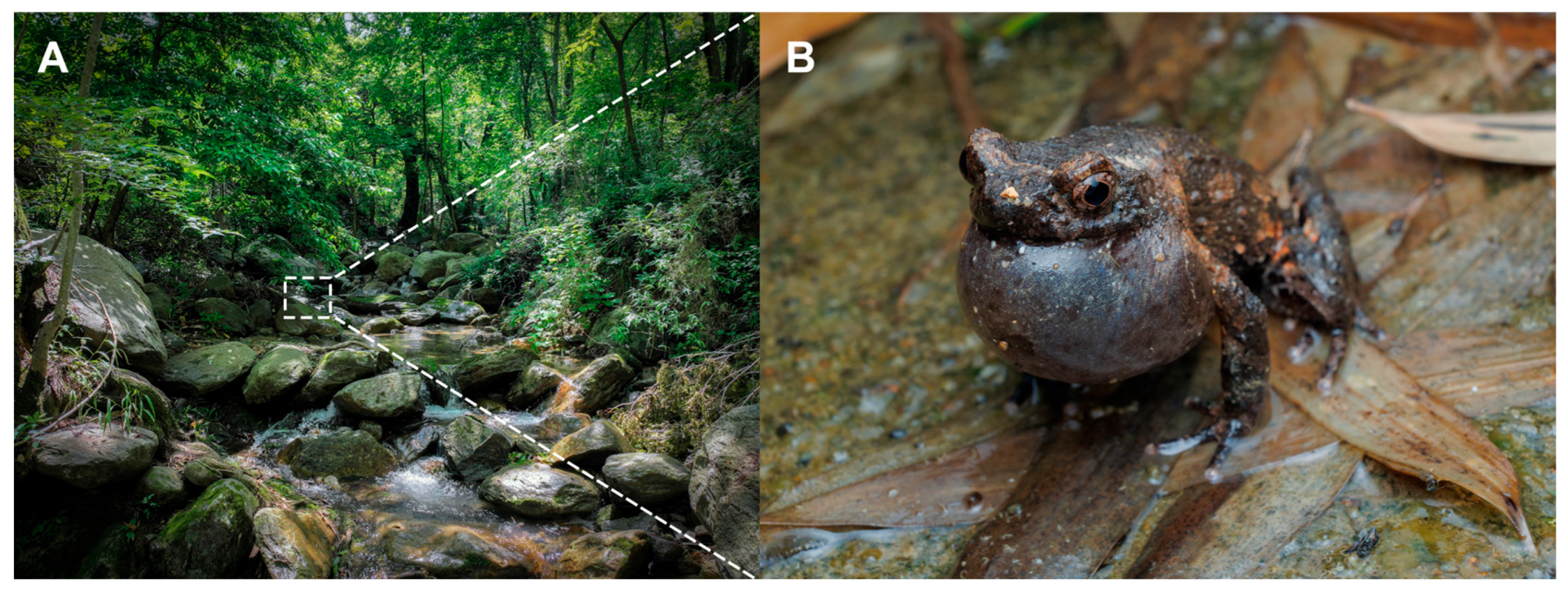 Animals 15 03197 g005