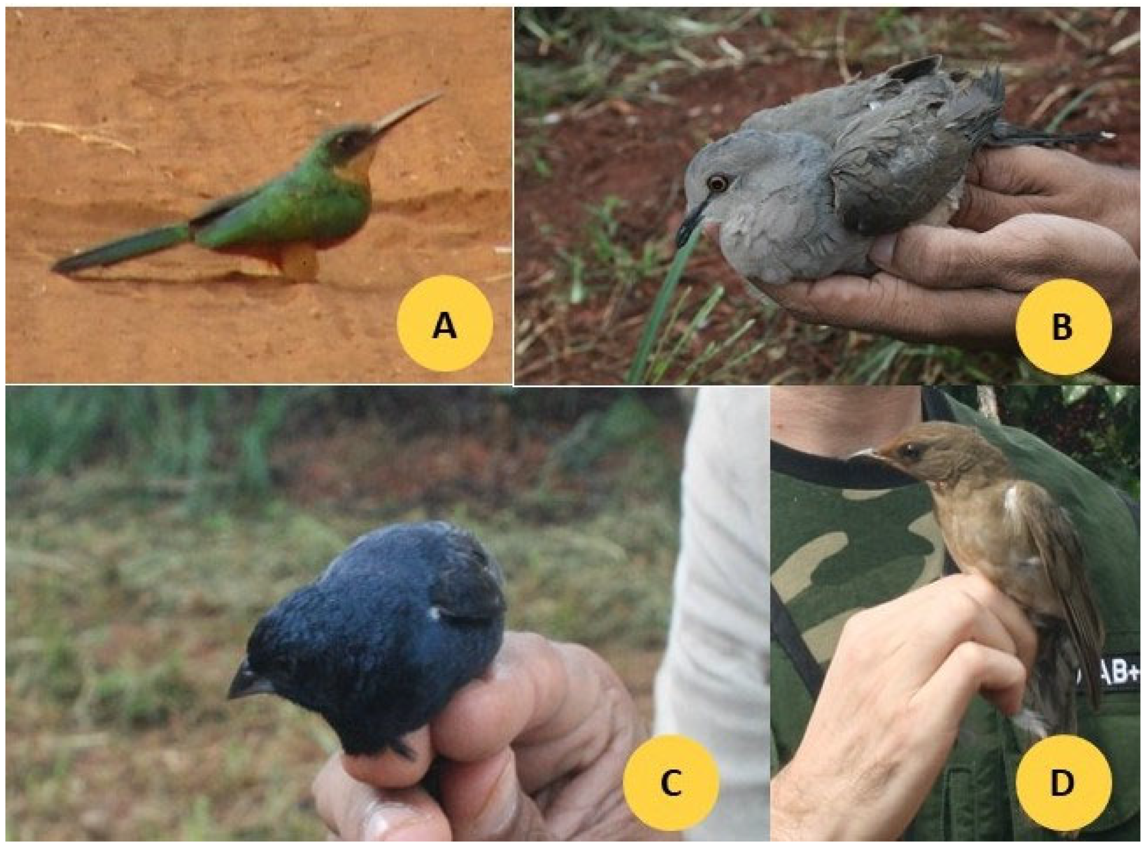 Animals 15 03208 g002