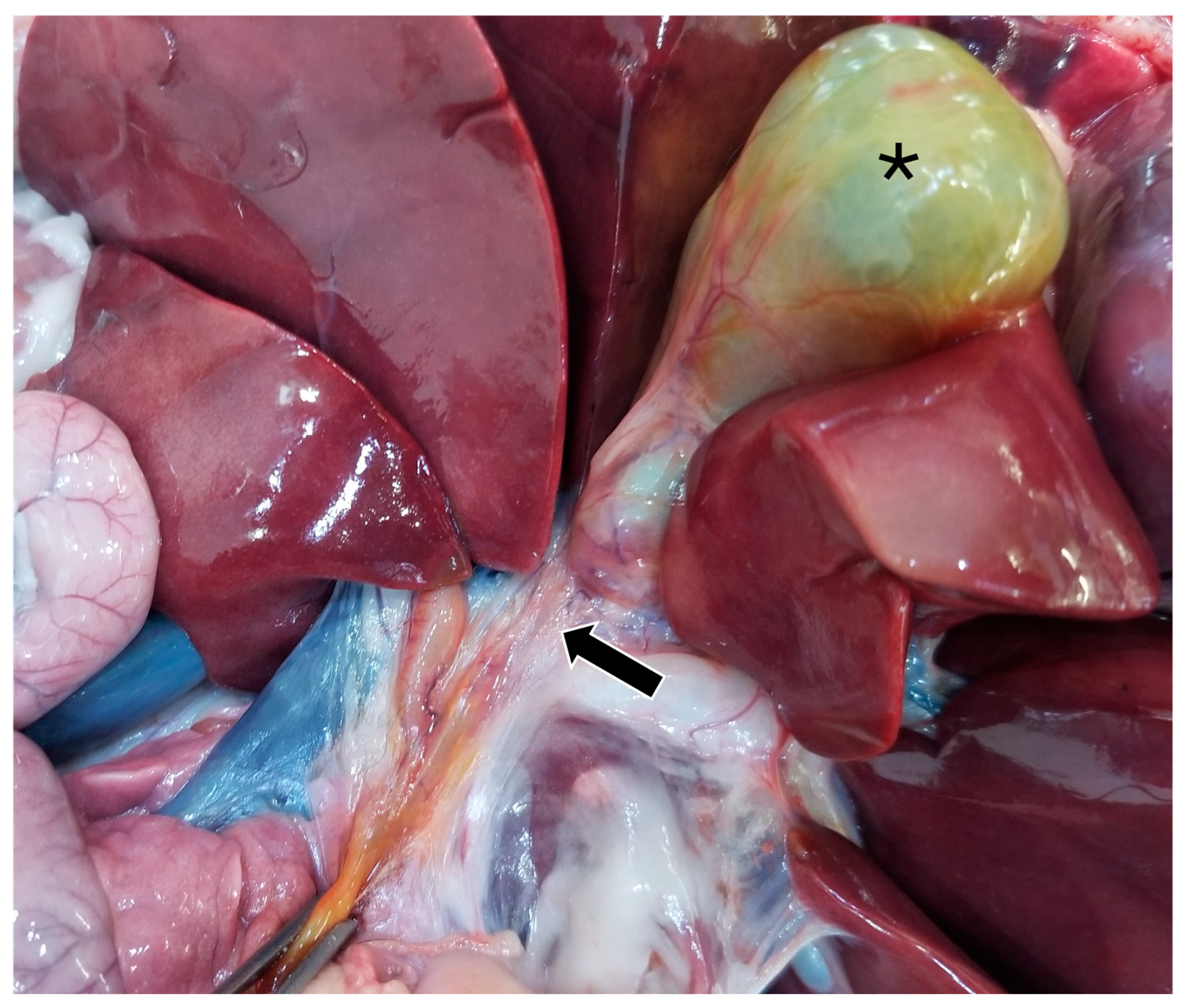 Animals 15 03213 g005 Animals 15 03213 g005