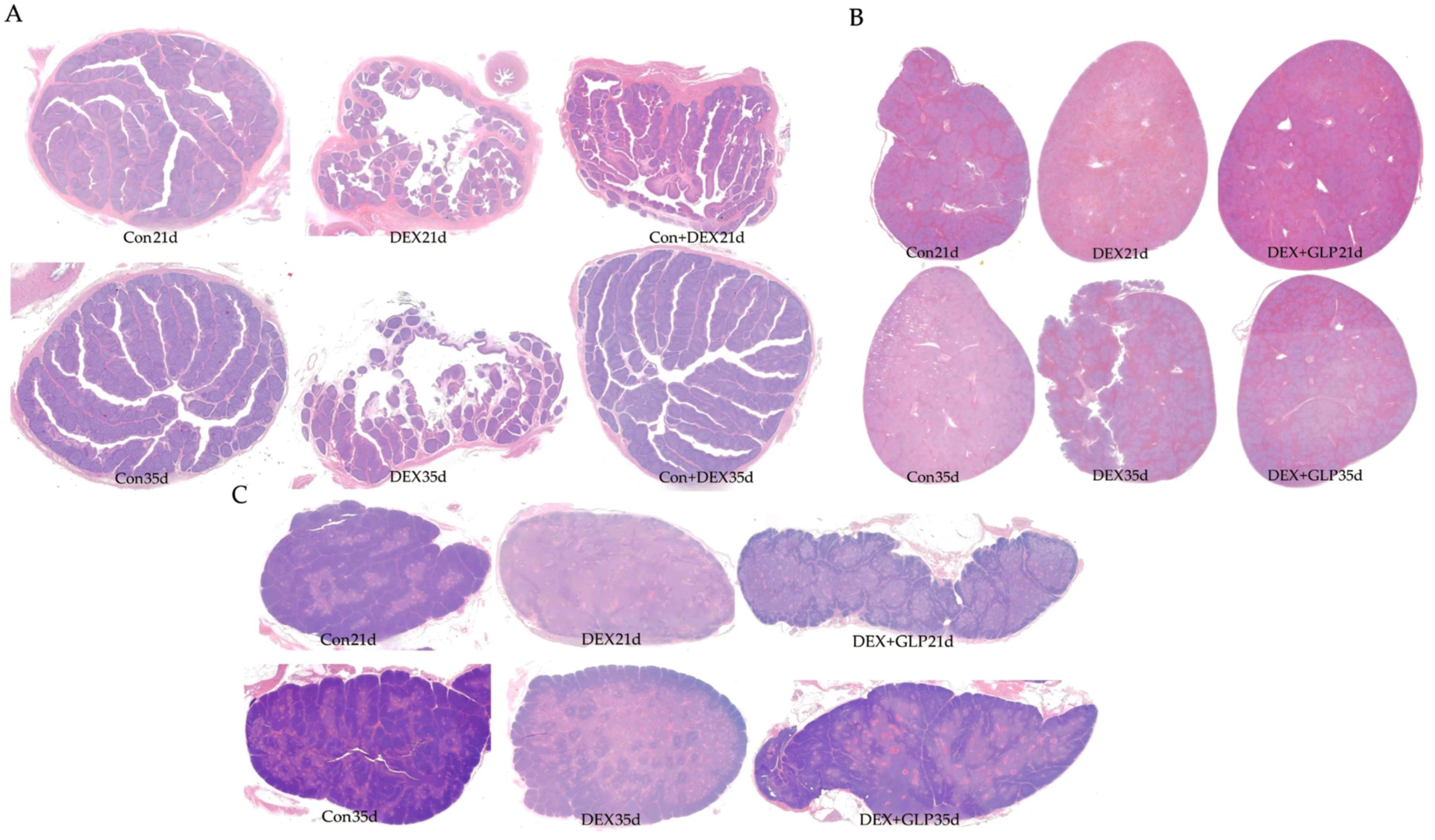 Animals 15 03226 g002