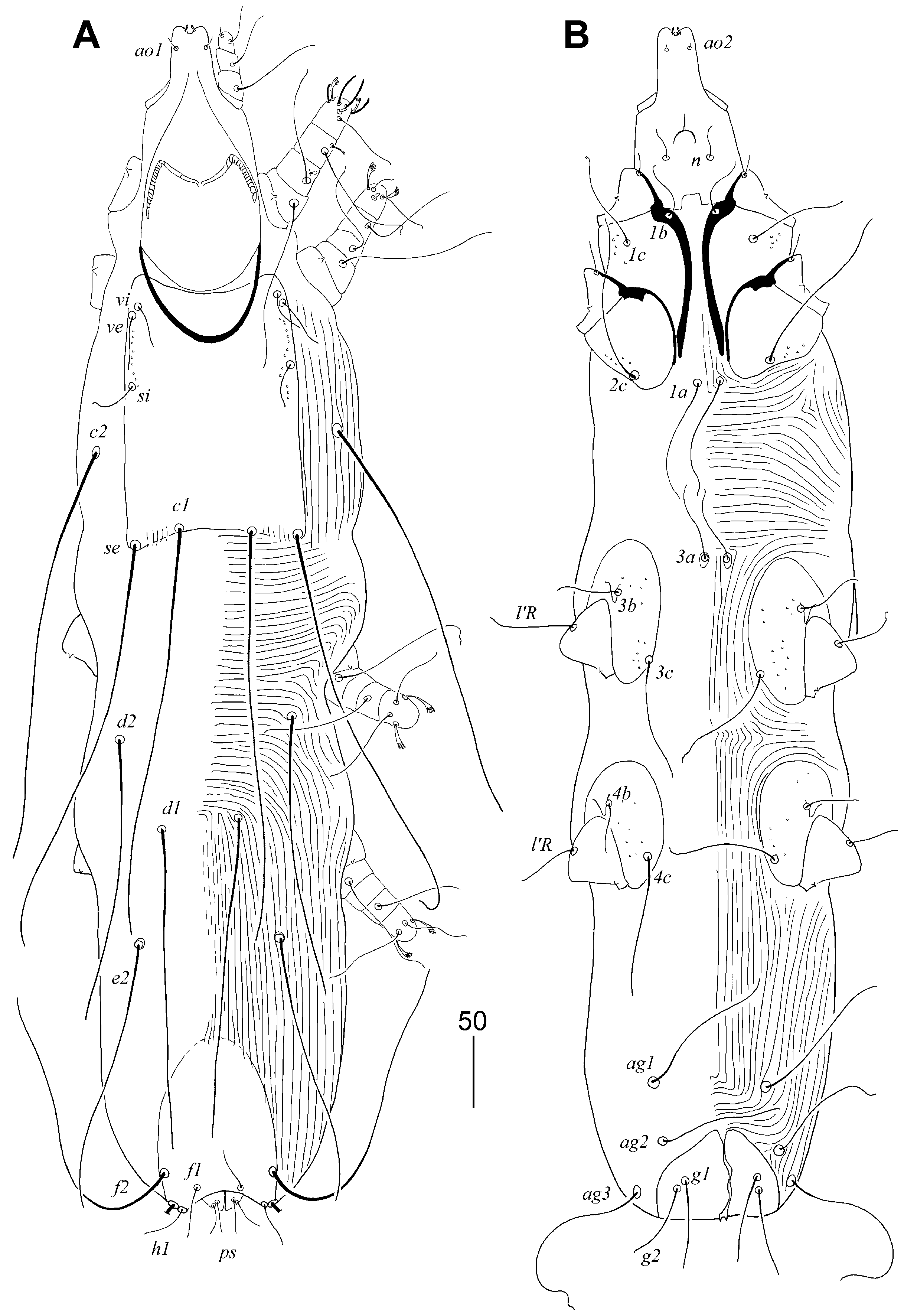 Animals 15 03227 g001