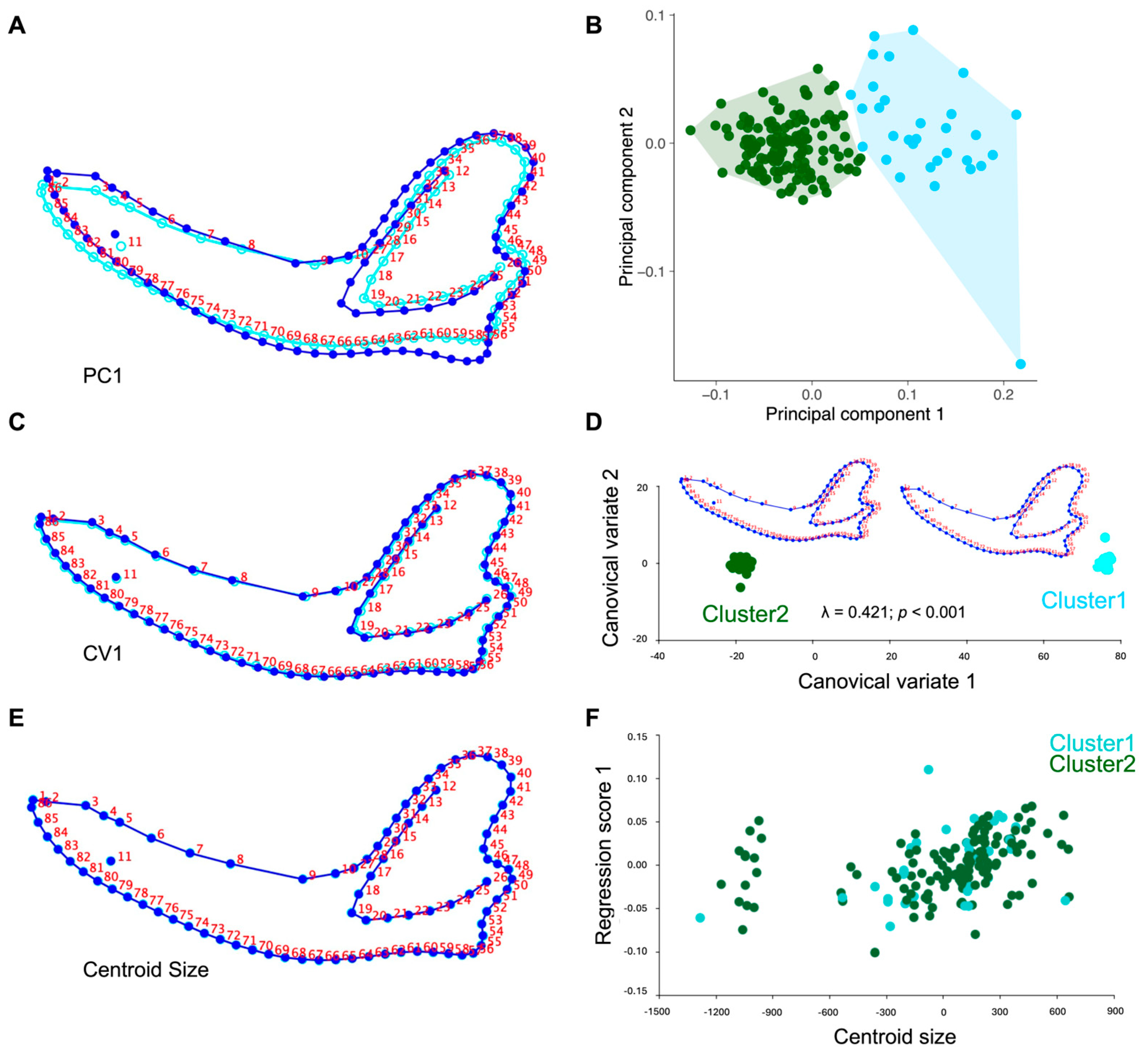 Mandibular Shape Variation, Allometry and Modularity in Adult ...