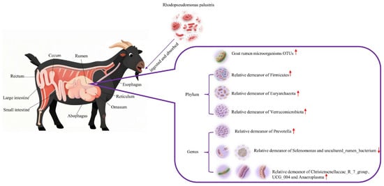 Animals 15 03390 g009