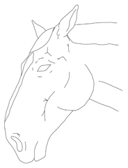 Animals 15 03454 i002