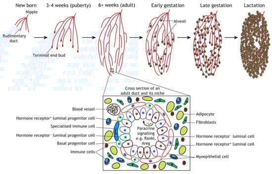 Animals 15 03480 g001