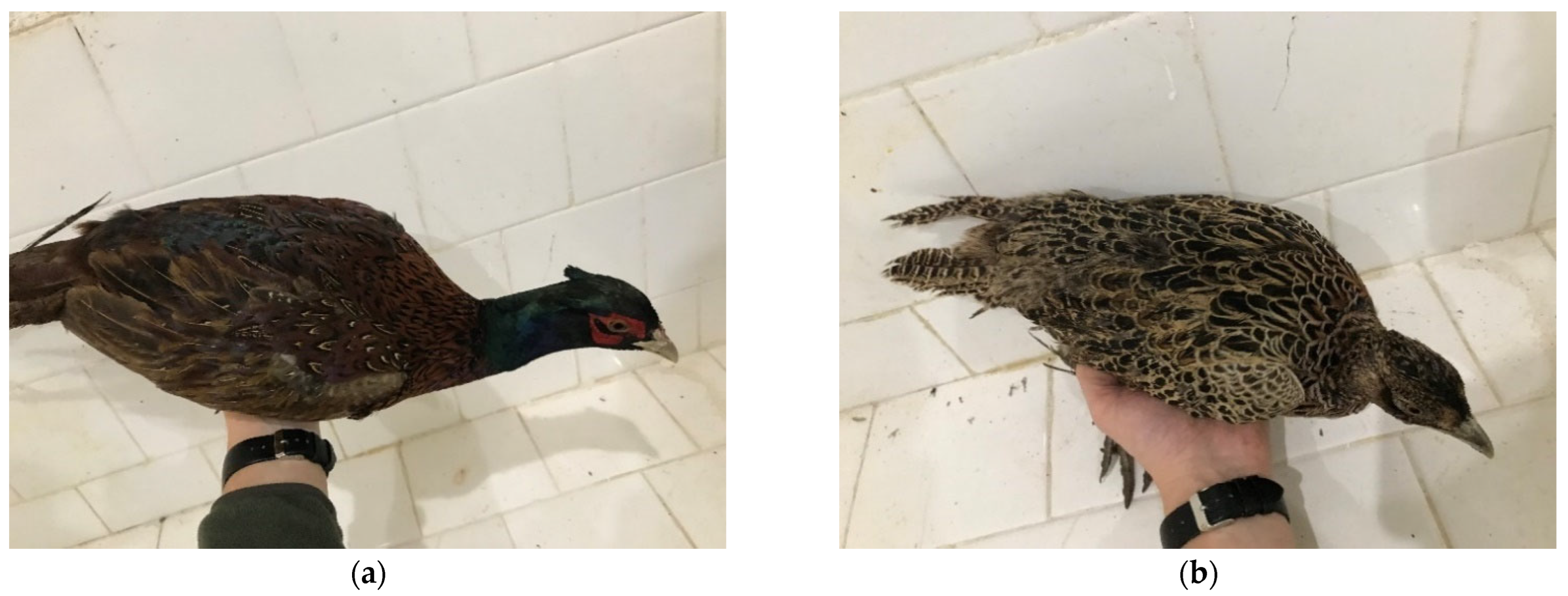 Animals 15 03561 g003 Animals 15 03561 g003