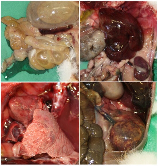 Animals 15 03642 g001