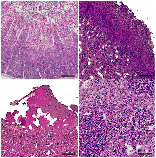 Animals 15 03642 g002