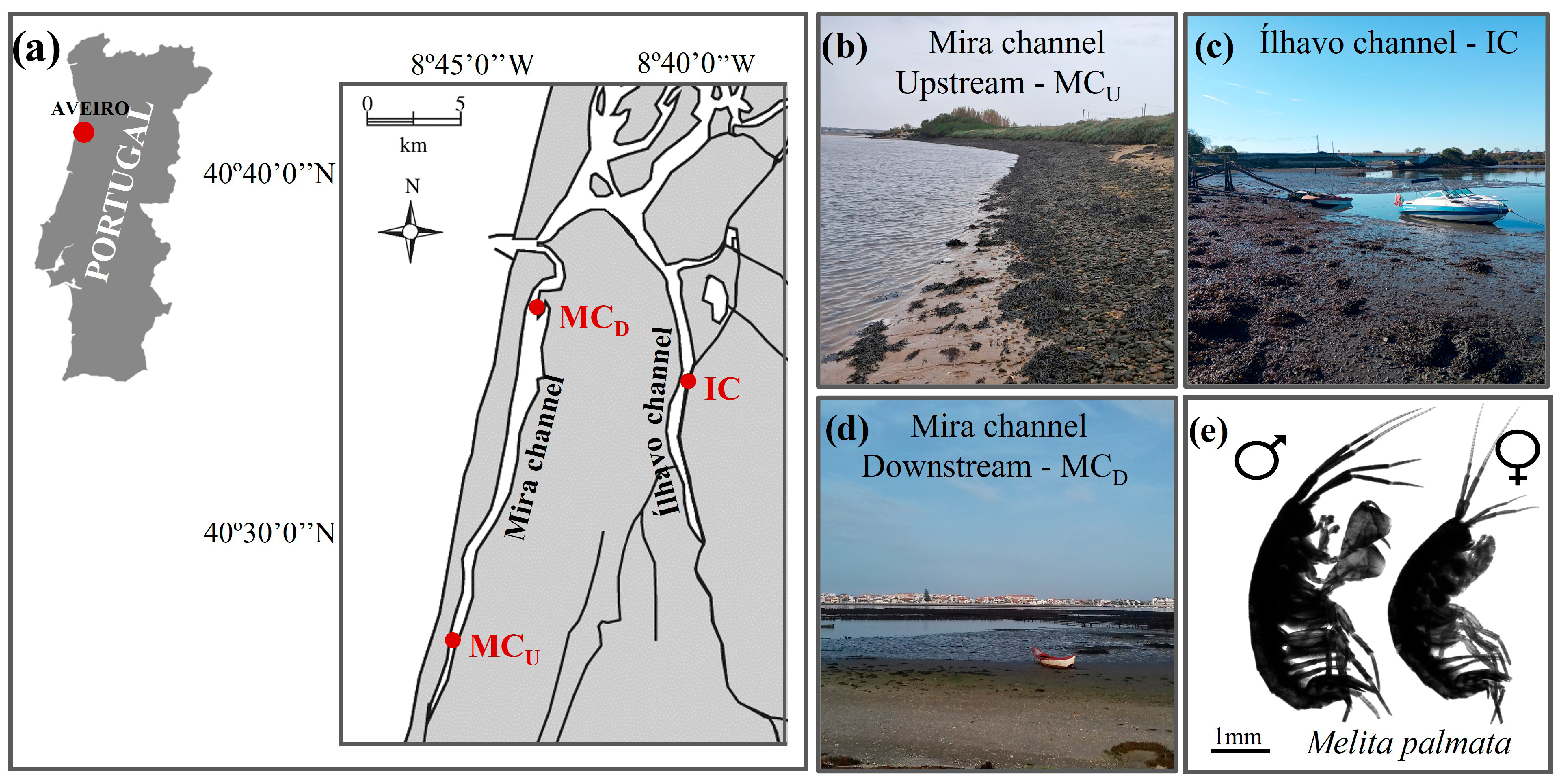 Animals 16 00004 g001