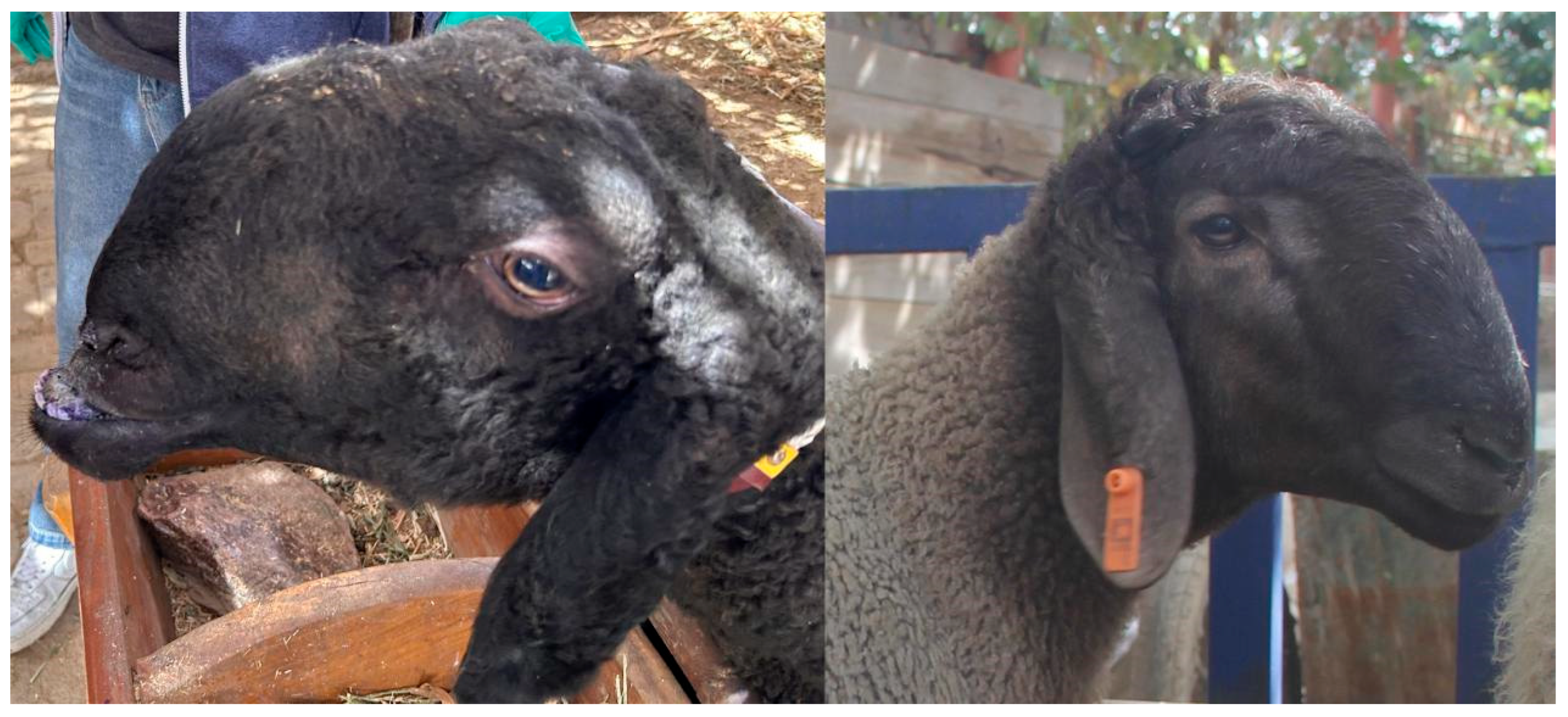 Animals 16 00039 g001