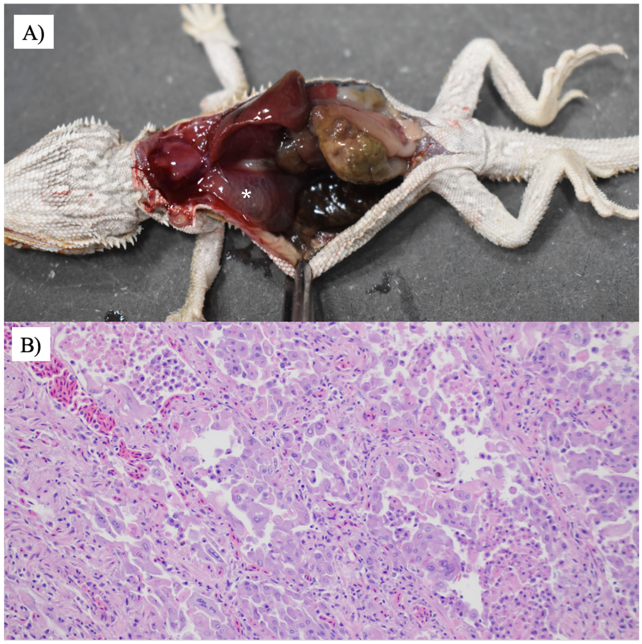 Animals 16 00048 g003 Animals 16 00048 g003