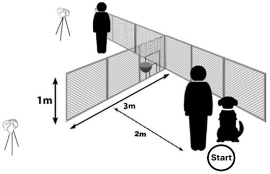 The experimental setup with the drawing of the transparent obstacle, which was fastened to the property border fence. The two cameras on the tripods are also visible. The outlay of the setup is identical to the one used by Dobos and Pongrácz [42]. The owner and the dog are standing on the starting point, while the experimenter stands on the opposite side of the fence. We depicted the small and large doors in a closed position. The small plate behind the doors was used for the reward.