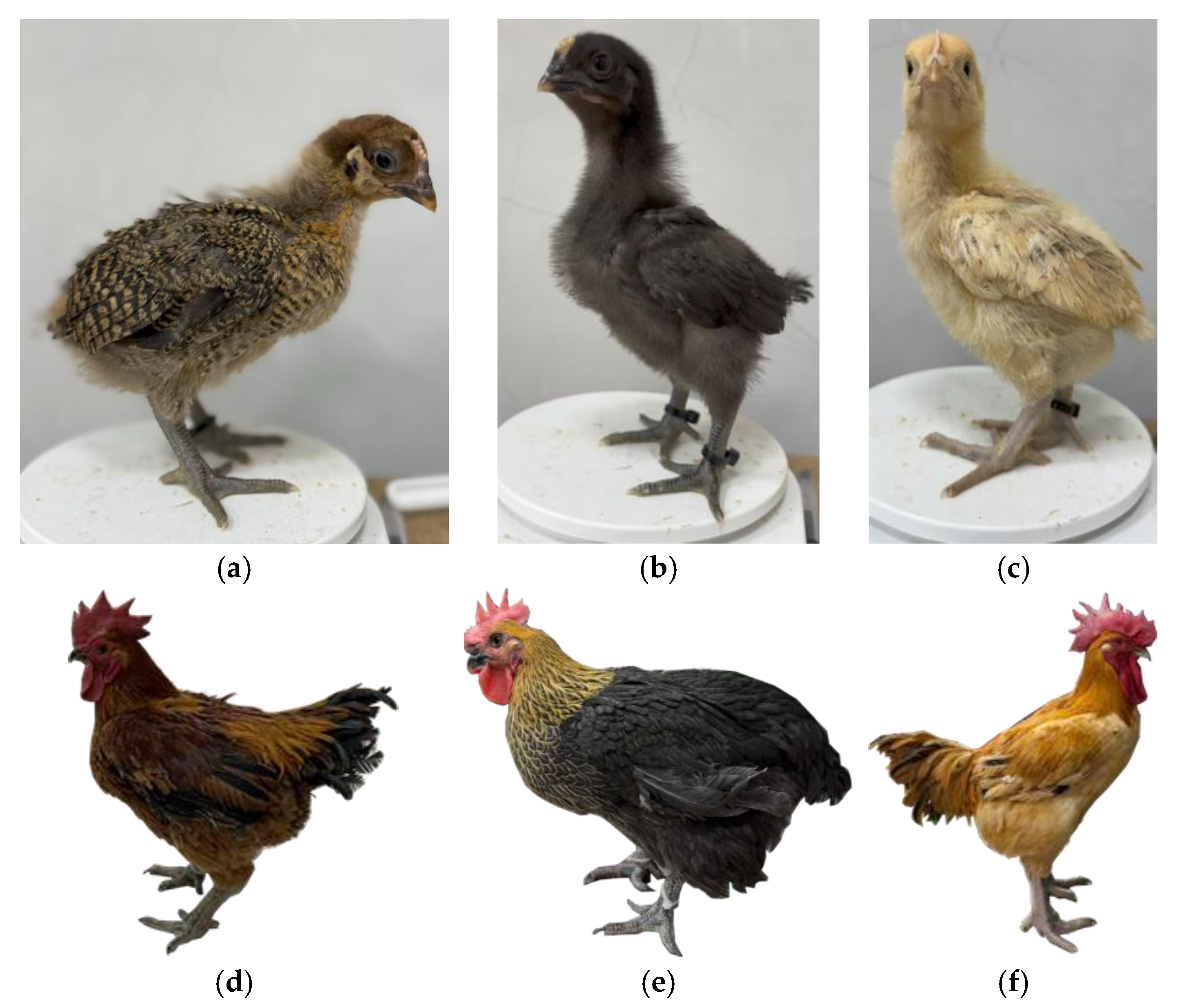 Animals 16 00075 g006