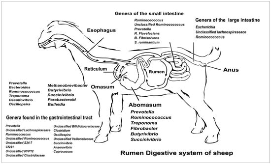 Microbiota composition in sheep gut.