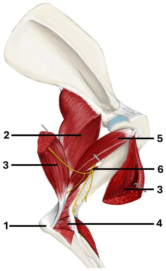 The anatomy of the canine triceps brachii and anconeus muscle (right forelimb): 1—olecranon, 2—long head of triceps brachii, 3—lateral head of triceps brachii, 4—anconeus muscle, 5—accessory head of triceps brachii, 6—the radial nerve.
