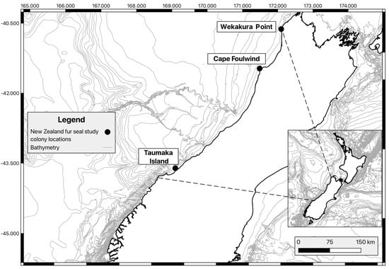 Locations of the New Zealand fur seal colonies (Wekakura Point, Cape Foulwind and Taumaka Island) on the West Coast of New Zealand’s South Island where pups have been surveyed in most years between 1991/92 and 2025.