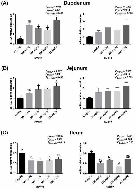 Effects of dietary vitamin C supplementation on the mRNA expression of SVCT1 and SVCT2 in the duodenum (A), jejunum (B) and ileum (C) of geese. Values are means ± SEM. a–c Means with different superscript letters are different (p < 0.05). SVCT1: sodium-dependent vitamin C transporter 1; SVCT2: sodium-dependent vitamin C transporter 2.