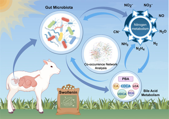 Impact of Swollenin on the top 10 bacterial phyla (A), the number of common or unique species (B), the PCoA of microbiota at the species level ((C), with grouping ellipses indicating sample clusters of each group), the microbiota composition at the genus level (D), and the differences in the abundance of bile acid-metabolizing bacteria at the genus level (E). Asterisk symbols indicate statistical significance: * (p < 0.05), ** (p < 0.01). CON, control group; Swol, swollenin group; PCoA, principal coordinate analysis.