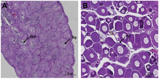 Histological characterization of gonadal tissues in B. pectinirostris. (A) Testicular tissue showing spermatogonia (Sg) and spermatozoa (Spz). (B) Ovarian tissue showing primary oocytes (PO).