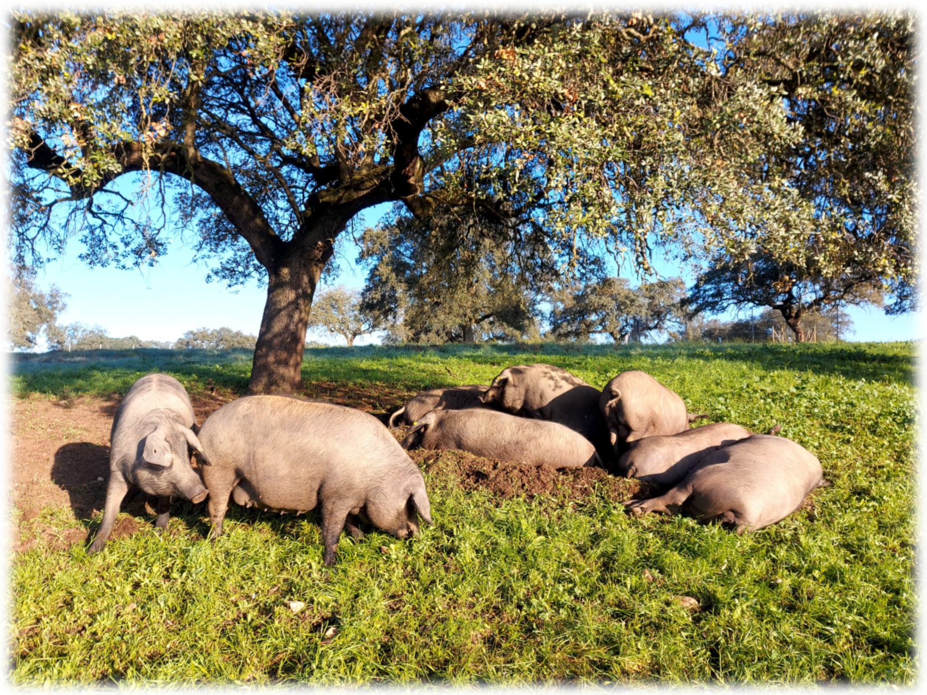 Animals 16 00152 g001