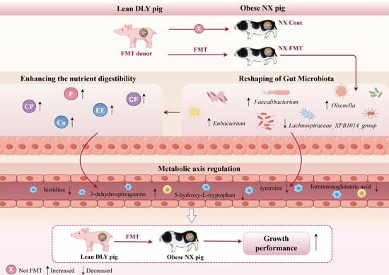 Effects of transplantation of the fecal microbiota from DLY pigs on the fecal microbiota diversity in NX pigs. Comparison of beta diversity (A), common OTU analysis (B), and the microbiota composition phylum (C) and genus (D) levels between CON and FMT group (top 10).